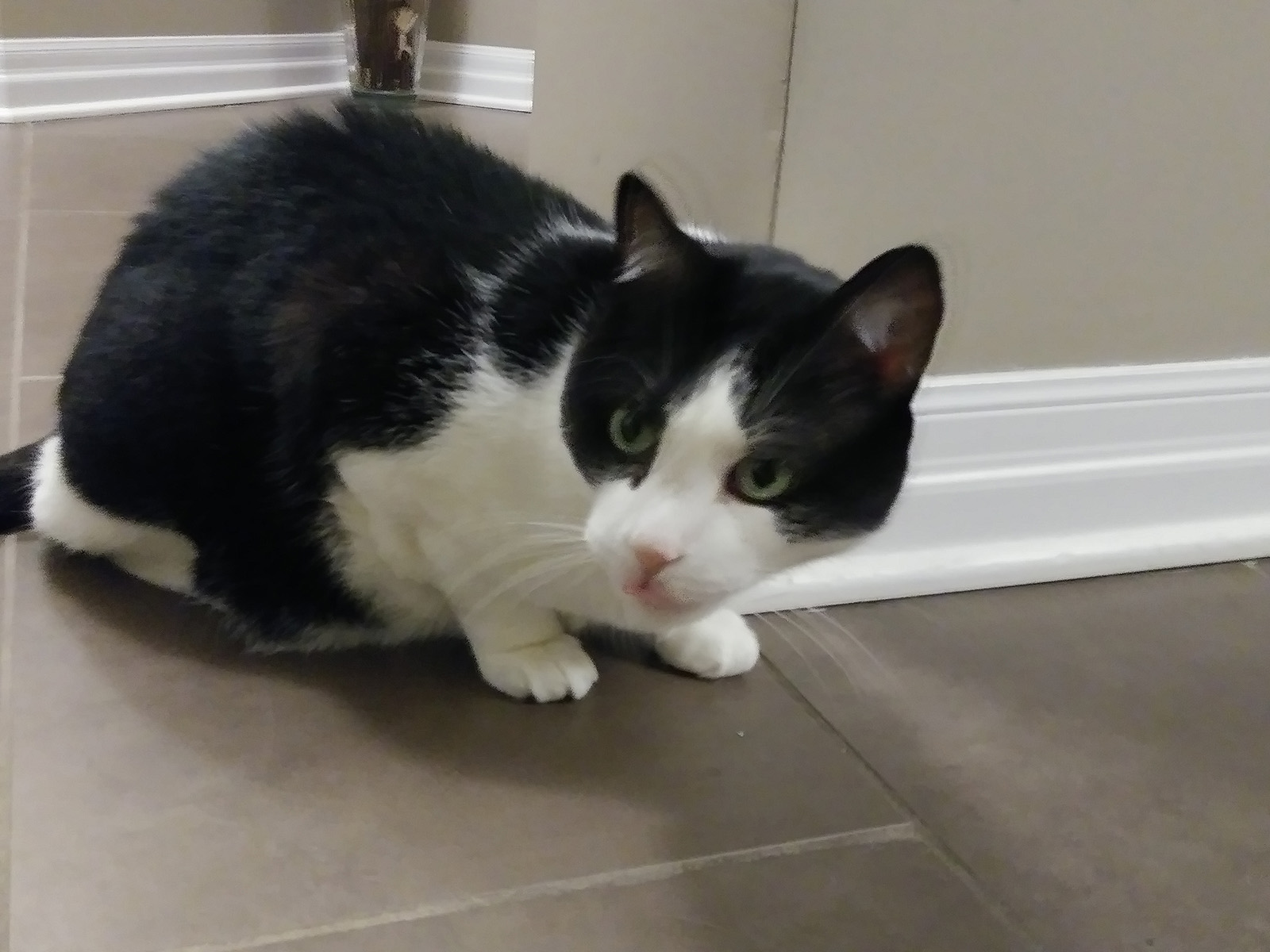 Pet Sitting Michelle's Pet Sitting , Premier Pet Services In London