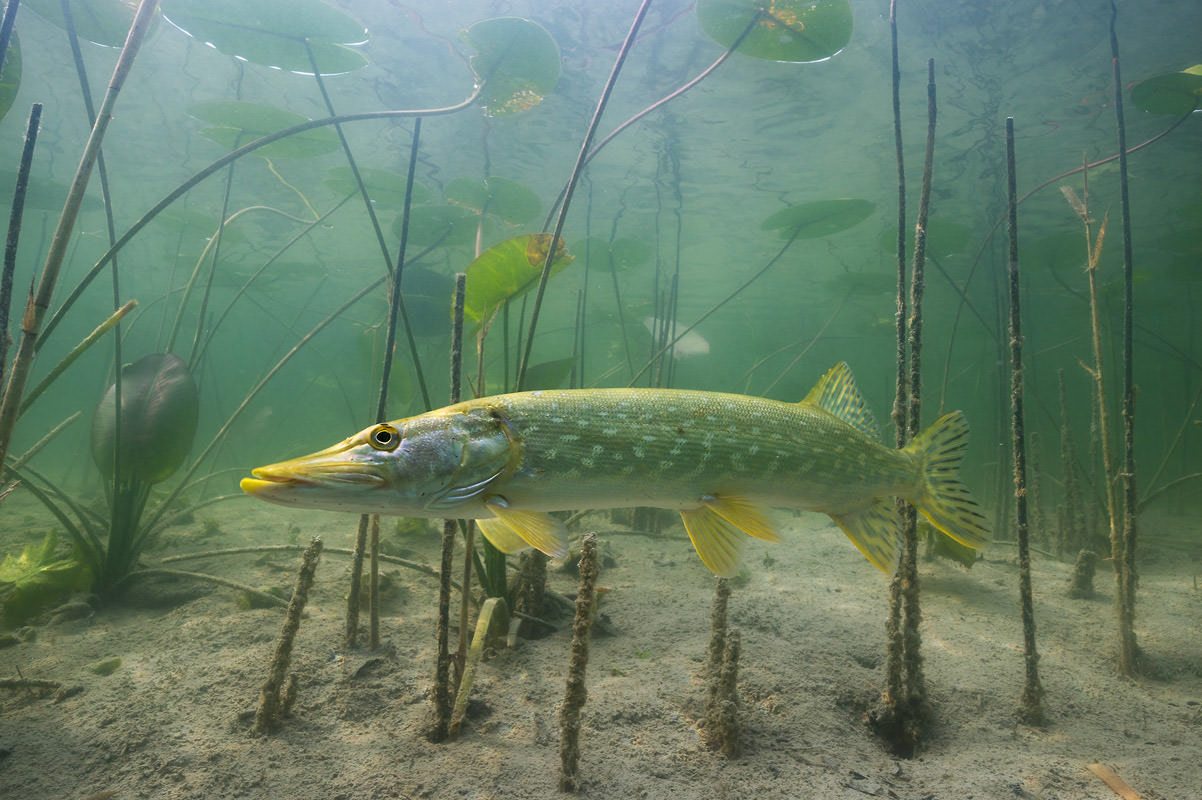 Le grand brochet est un poisson prédateur Michel Loup photographe