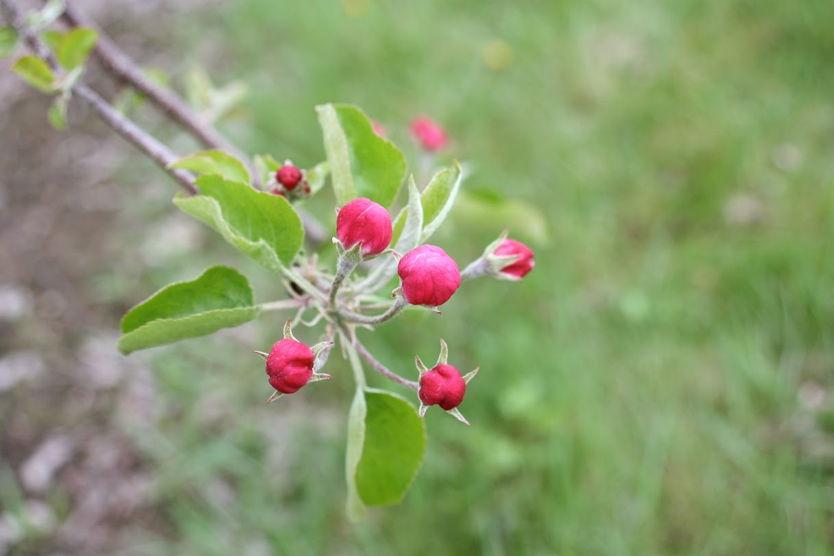 Michigan Apple Committee