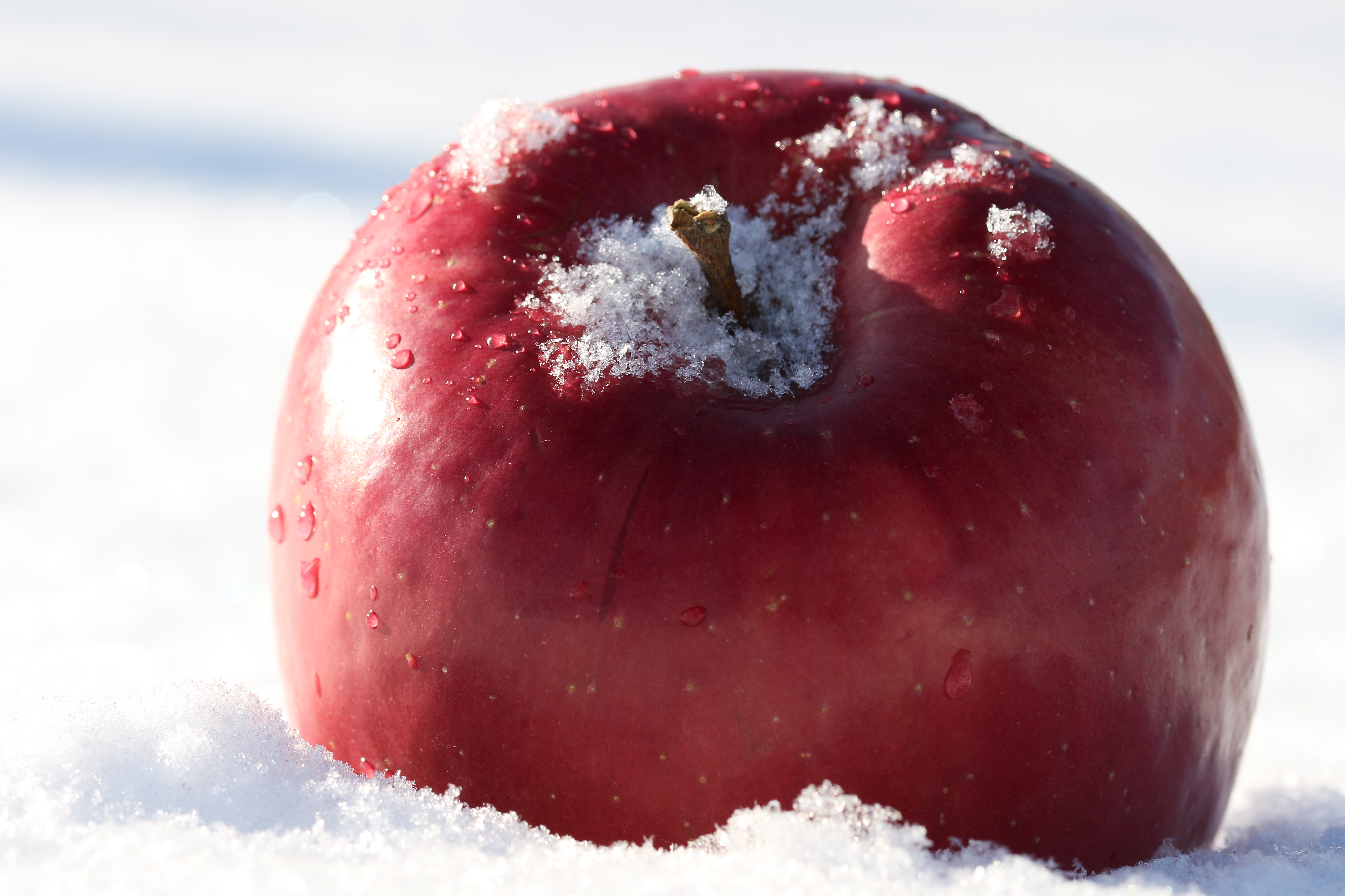 Fruit Trees Home Gardening Apple, Cherry, Pear, Plum Best Time To