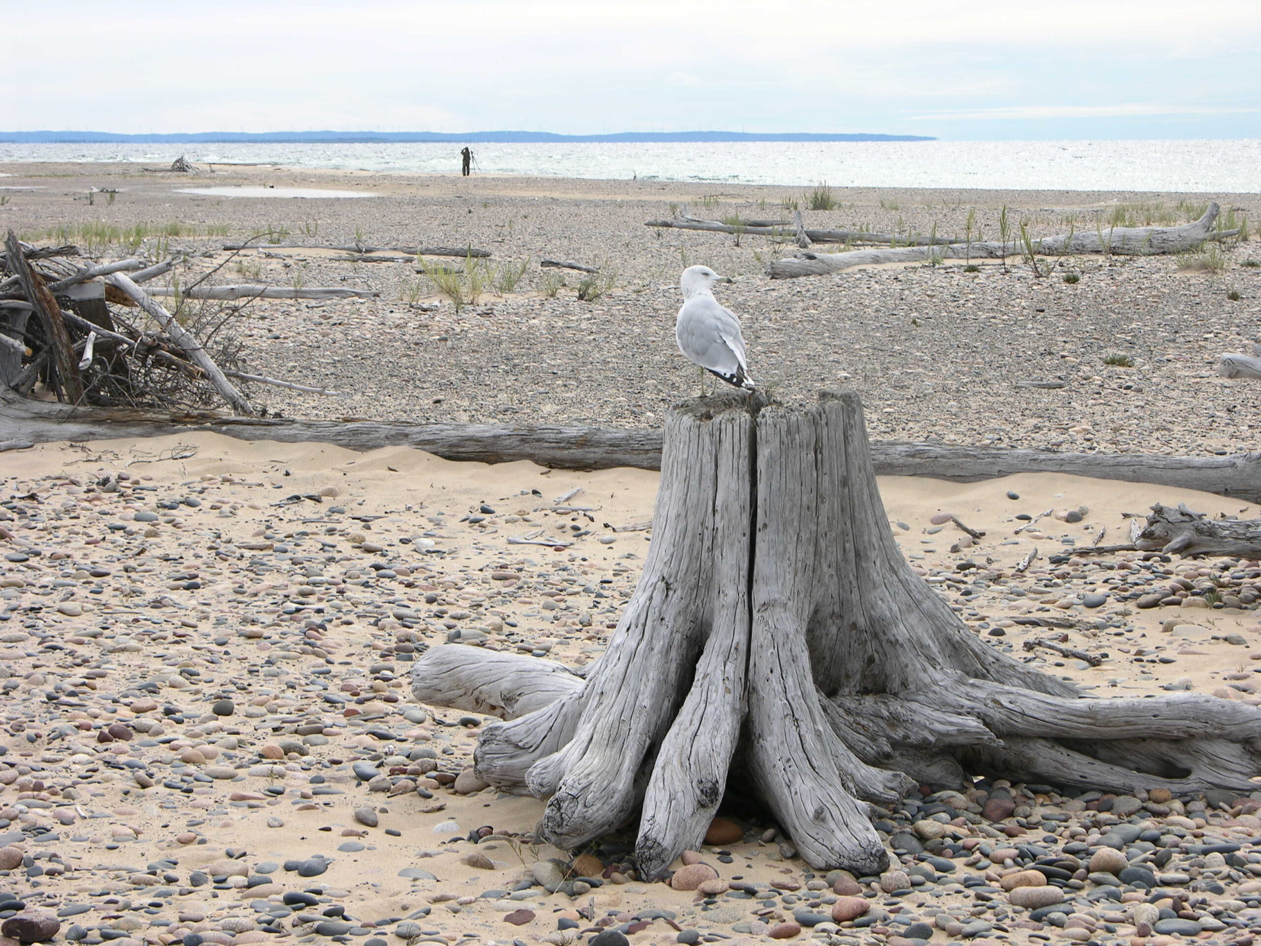 Protecting Whitefish Point Michigan Audubon