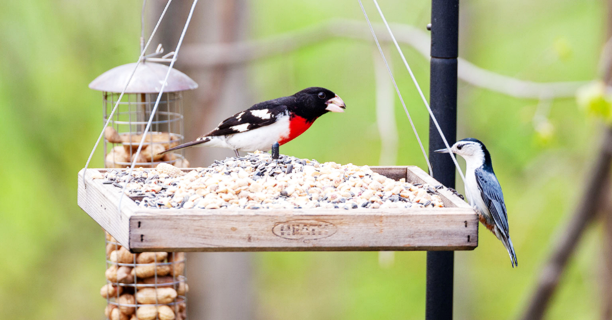 Temporary removal of bird feeders can help to slow the spread of avian