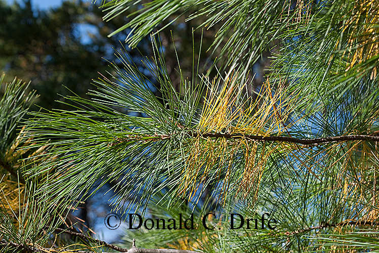 Why do some Trees Lose their Leaves for the Winter? The Michigan