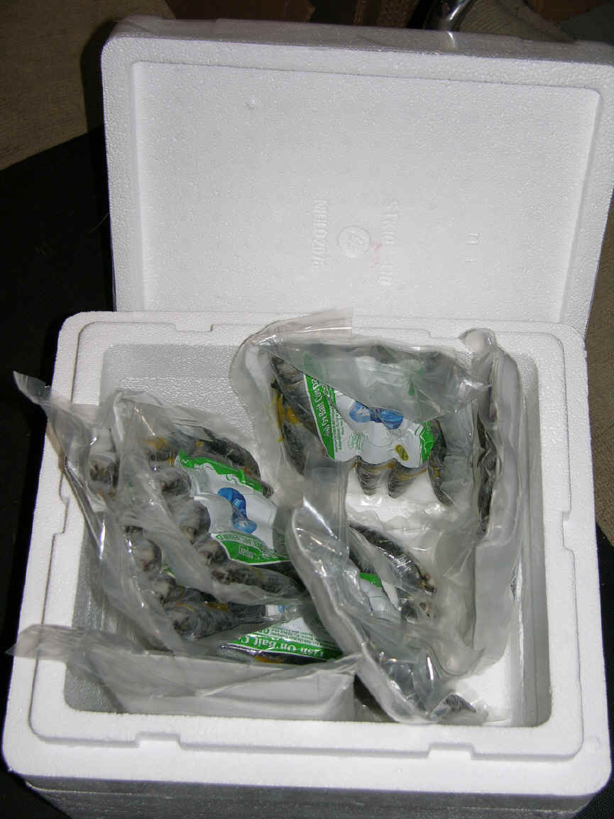 2008 Fishing results from Manistee, Ludington and Frankfort, MI