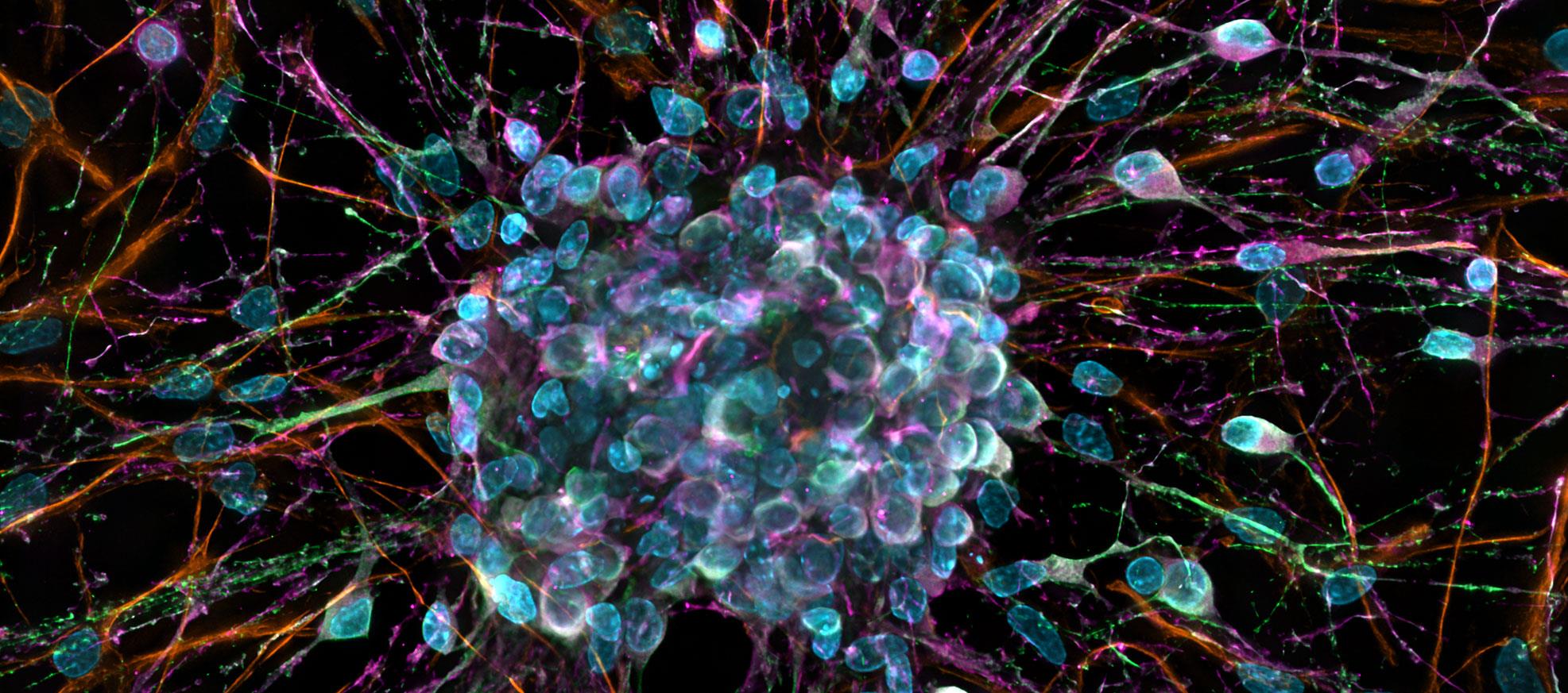 Carl Zeiss Microscopy, LLC Filter Assistant