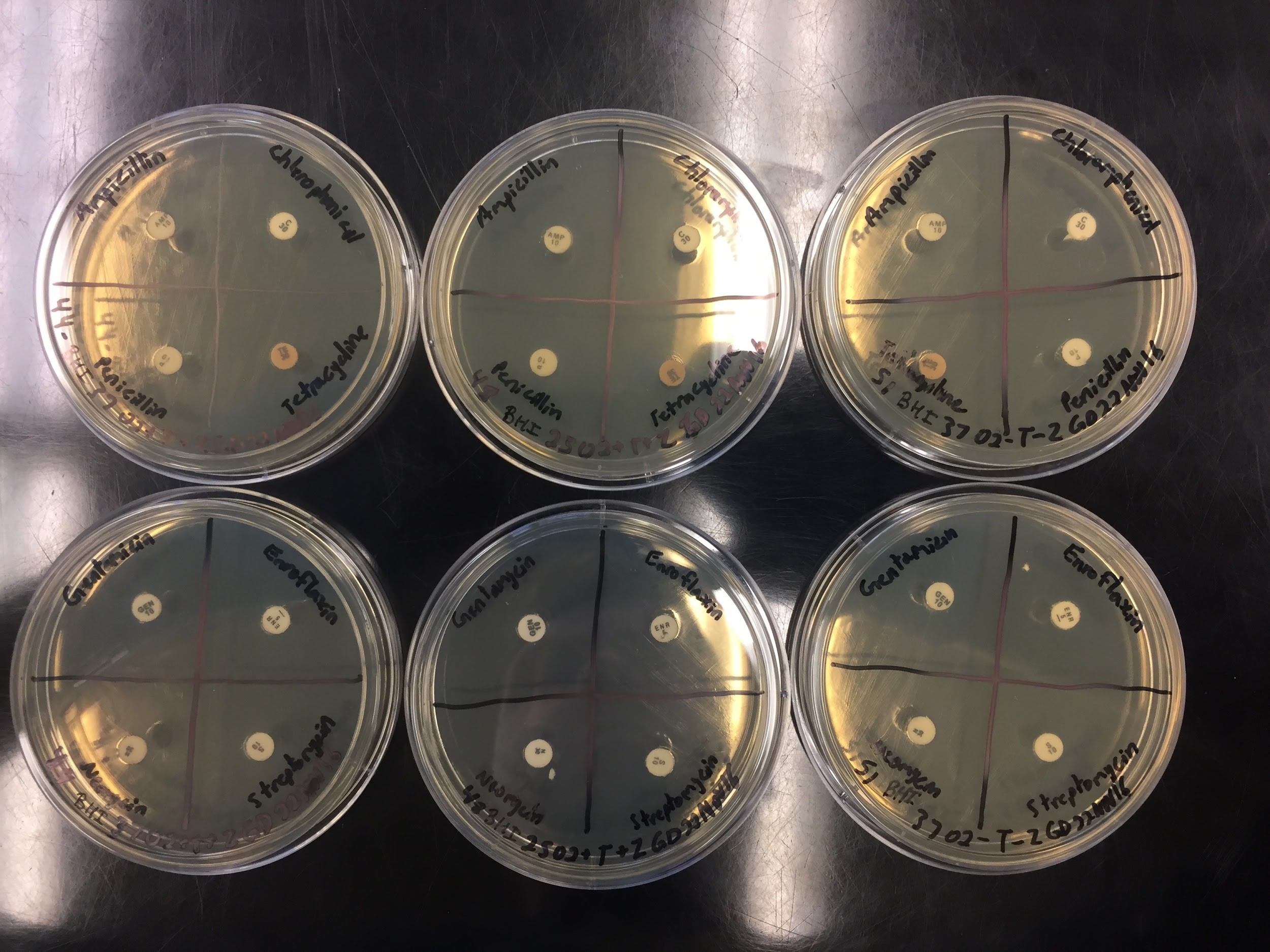 Koala Poop Microbiome Class Week 9, Antibiotic Resistance