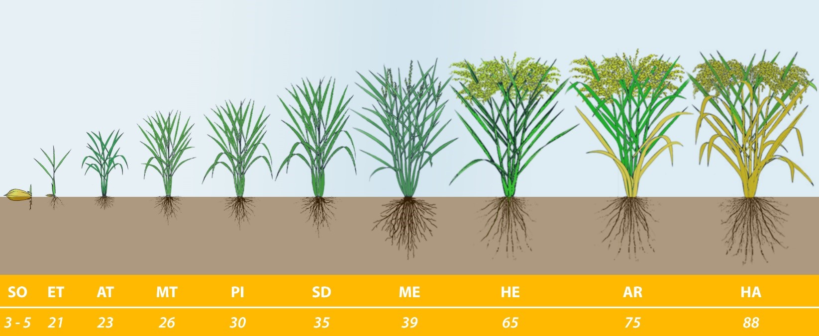 HOW TO HELP RICE PLANTS GROW BETTER AND PRODUCE MORE in Africa
