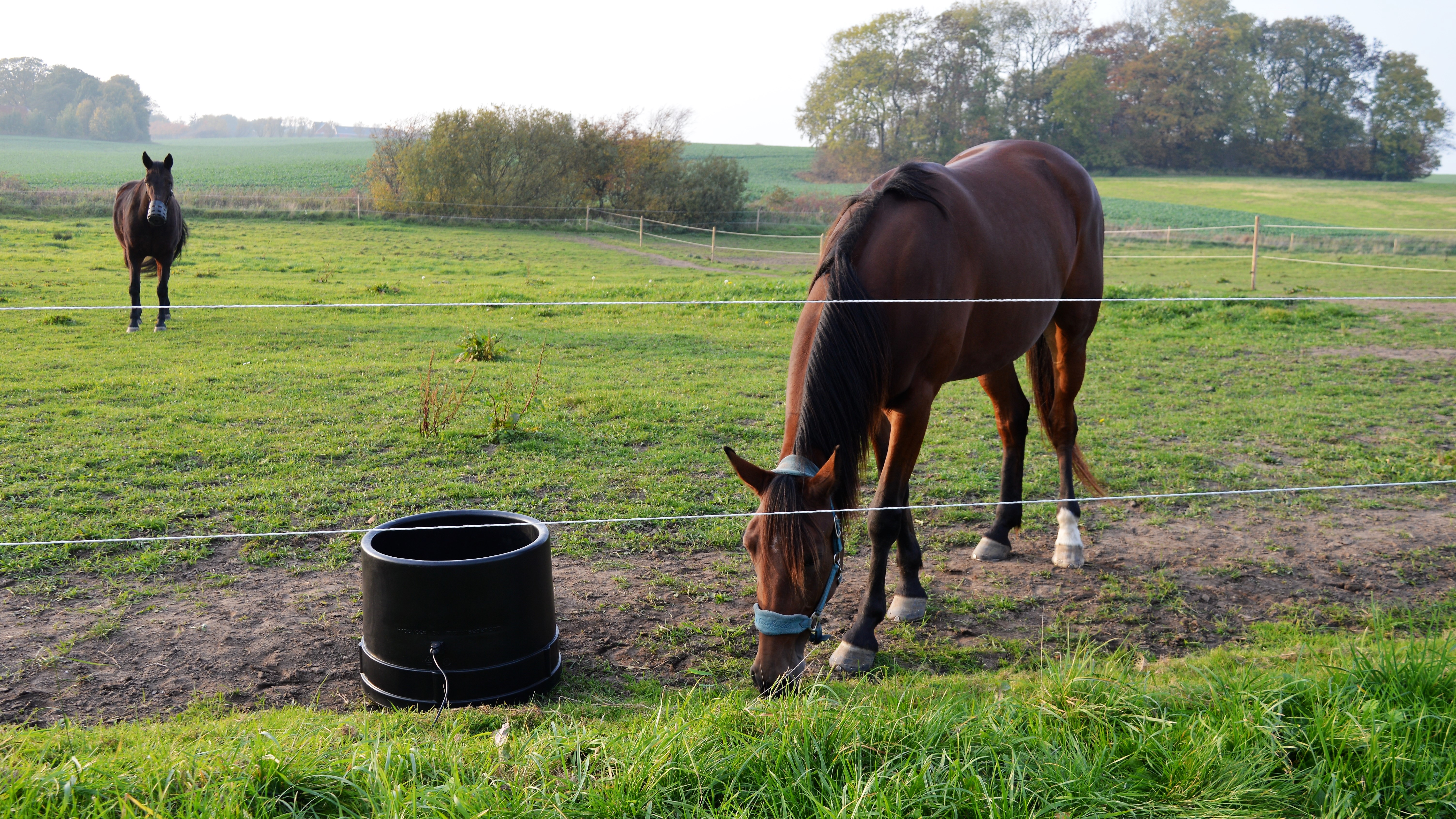 MicroFeeder Heated Water Trough