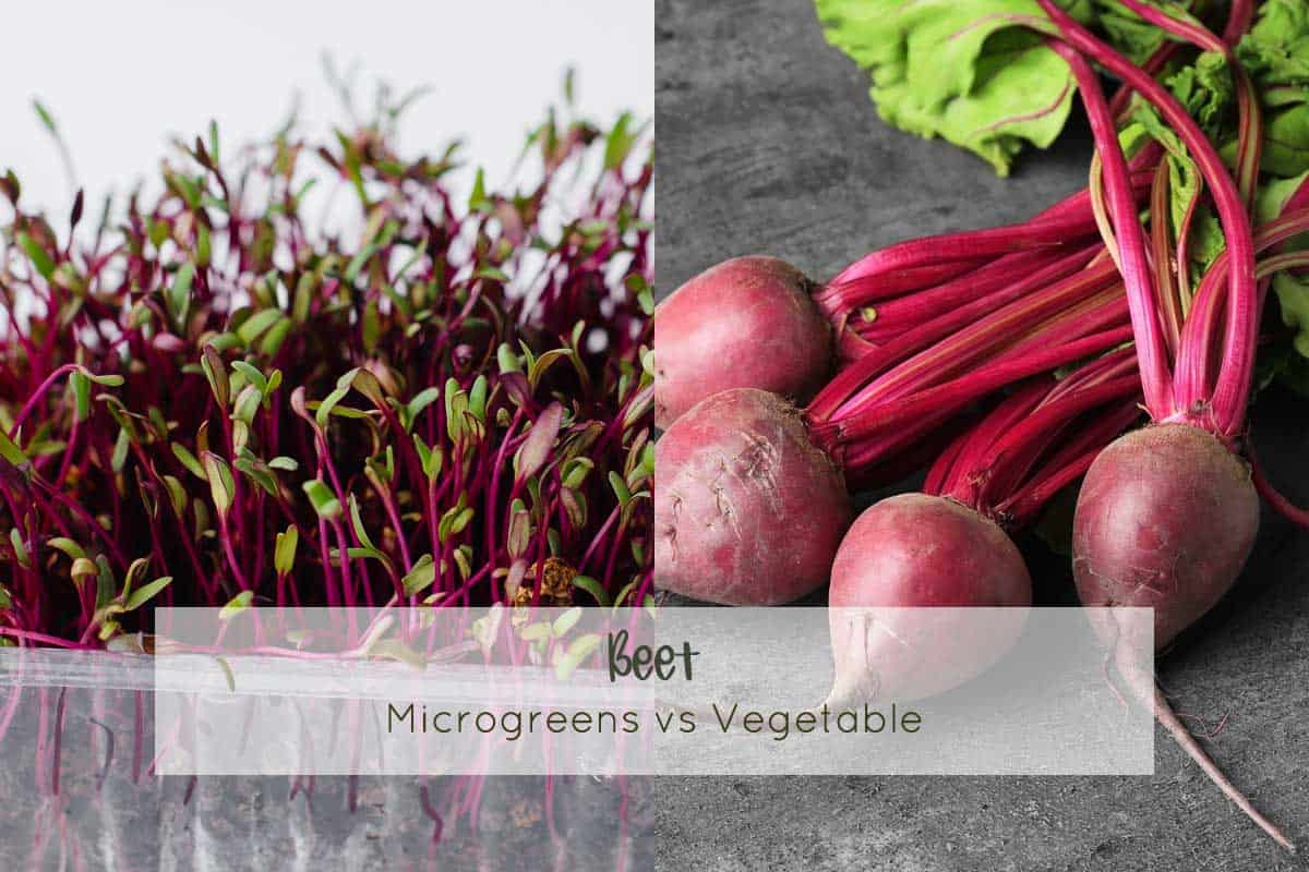 Beet (Beta vulgaris) Microgreens Corner