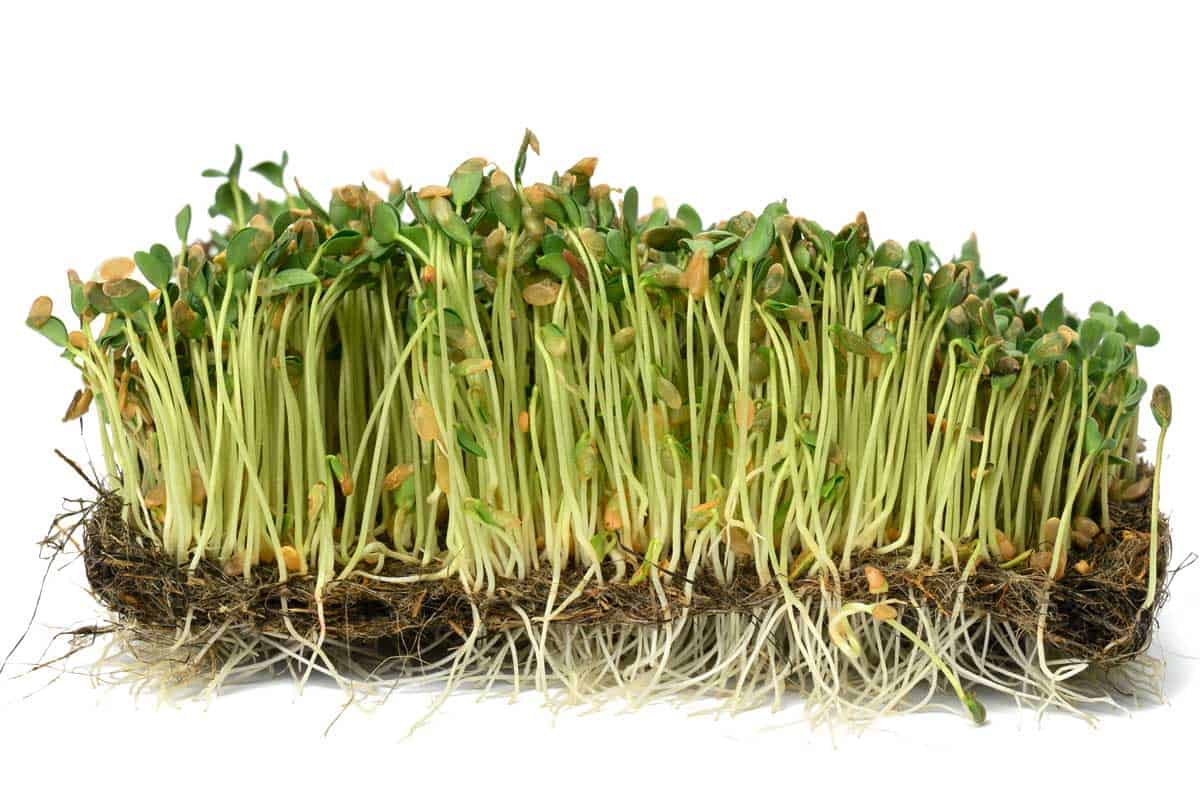 Flax (Linum usitatissimum) Microgreens Corner