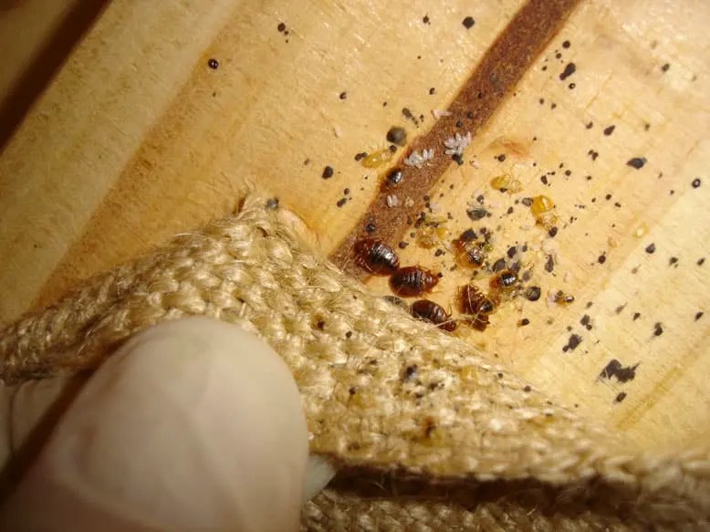 Bed Bugs And Bed Bug Pest Control Sydney