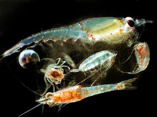 Plankton Microscopy Types & Characteristics EpiFluorescence
