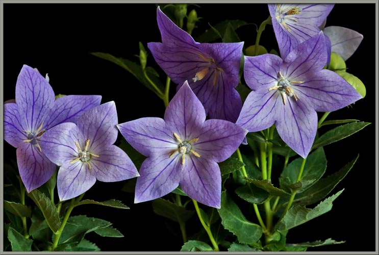 Platycodon grandiflorus 'Sentimental Blue' so in love with this flower