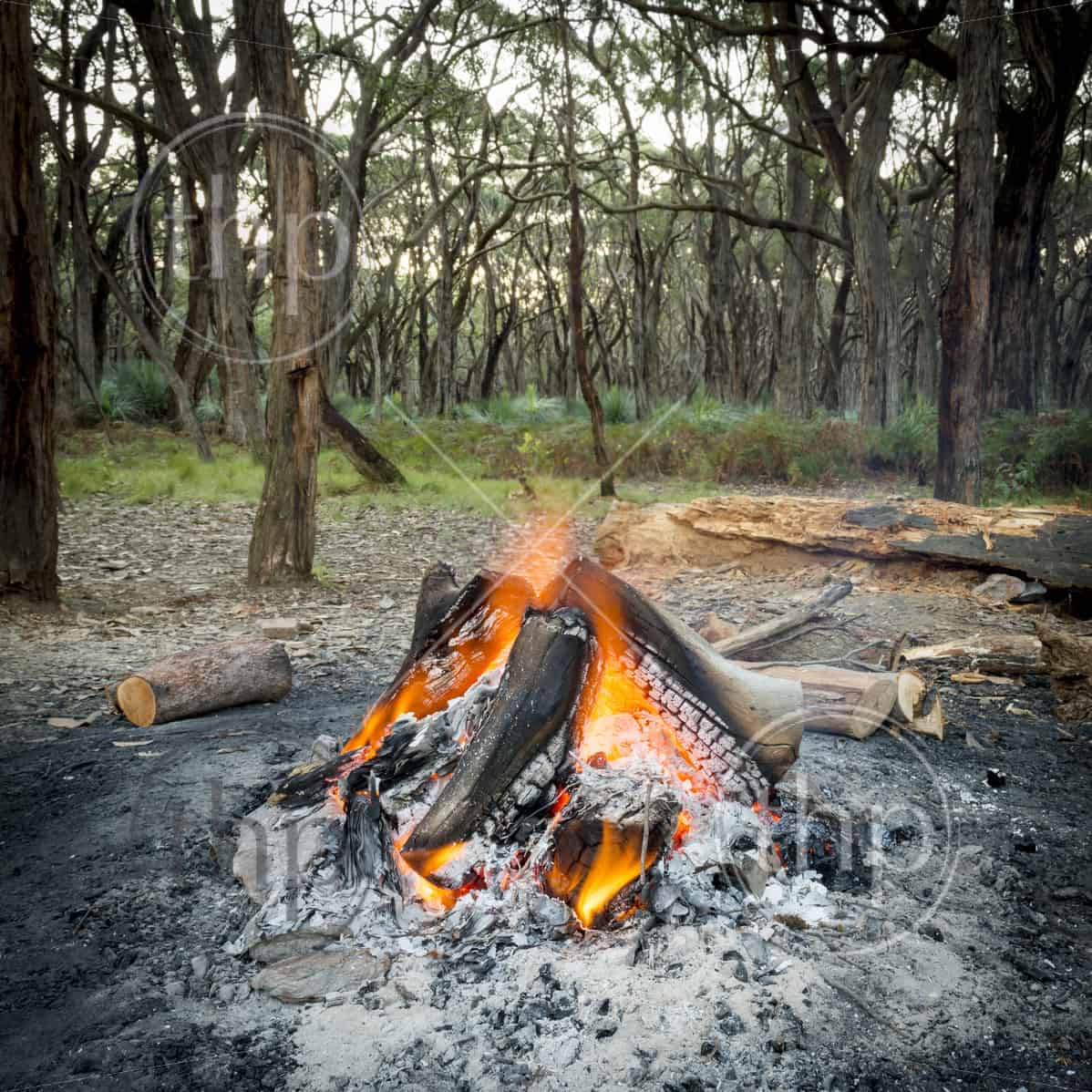 Campfire burning bright in the forest at dusk THPStock