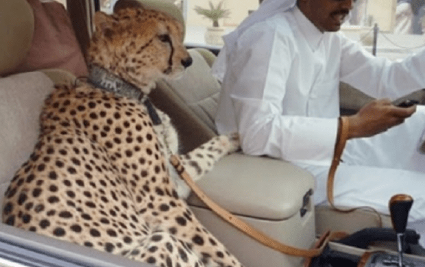 Fini les guépards dans les voitures ! Les Émirats arabes unis