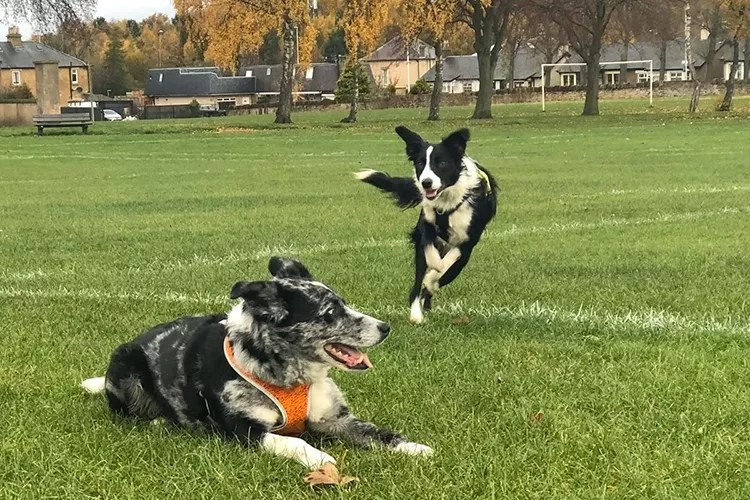 Why you shouldn't let your dogs run up to other dogs Midlothian View