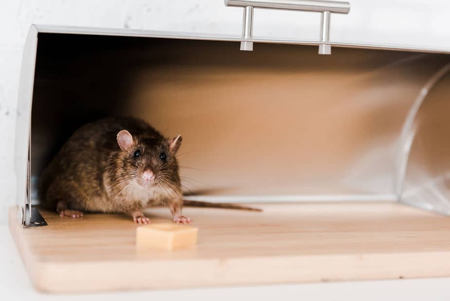 6 Things That Attract Rats to Your House Midway Pest Management