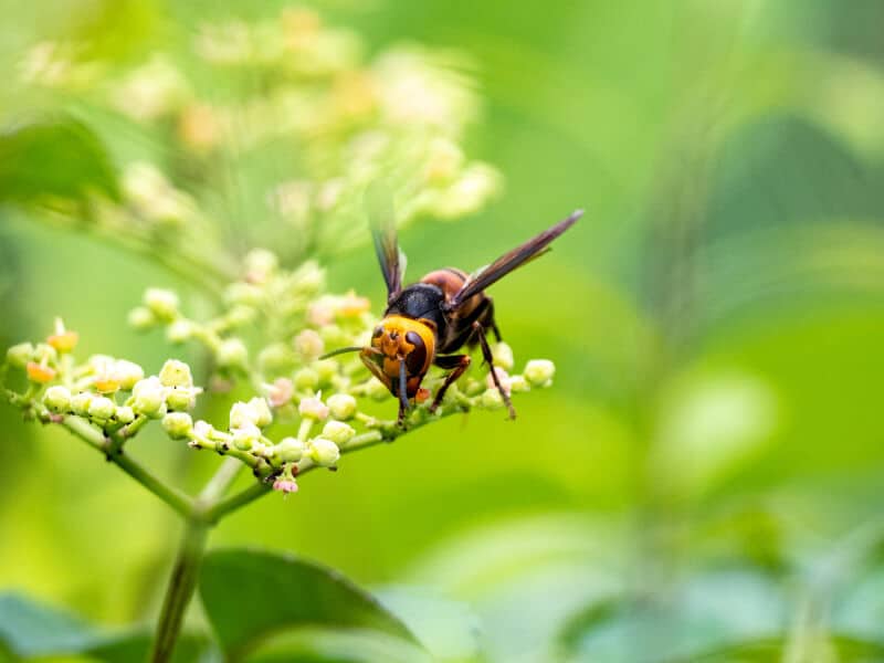 How to Keep Away Midway Pest Management