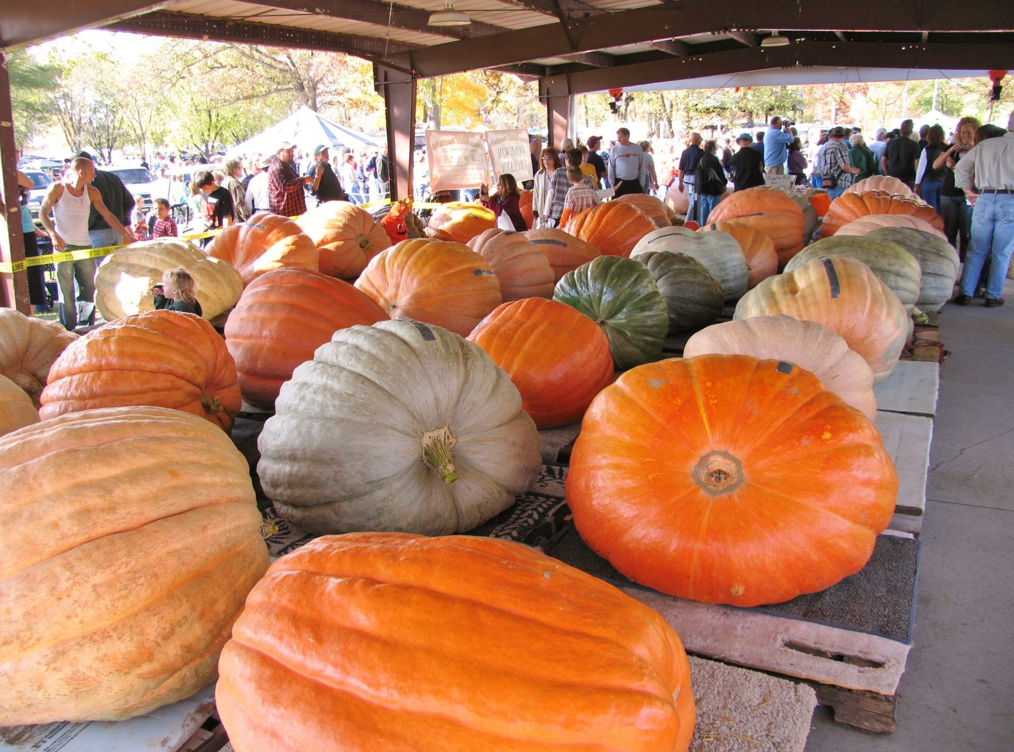 Nekoosa Giant Pumpkin Festival the Fall Season MidWest Farm