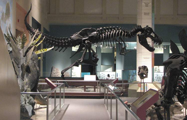 Visiting the Smithsonian Museum of Natural History