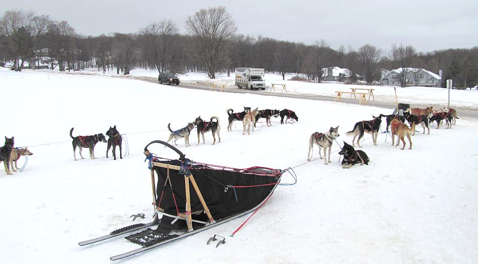 Boyne Highlands Dog Sledding with Nature's Kennel