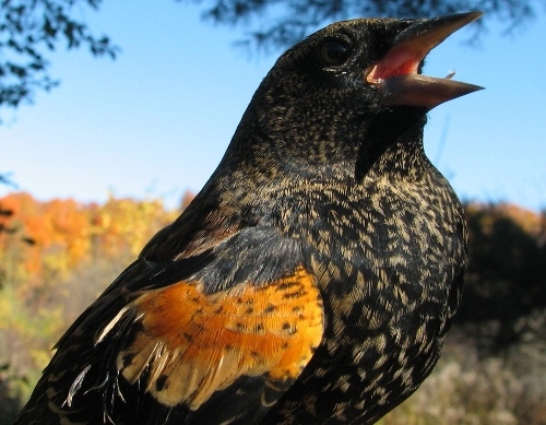 Migration Research Foundation McGill Bird Observatory Photo Library