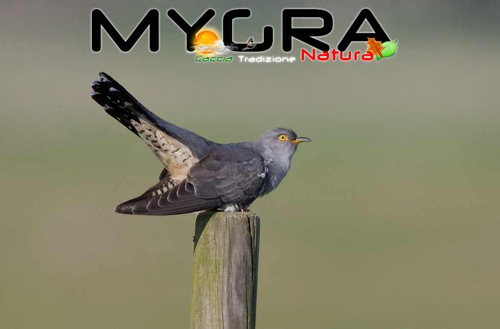 Le sillabe del canto del cuculo determinano la quantità di radiazioni