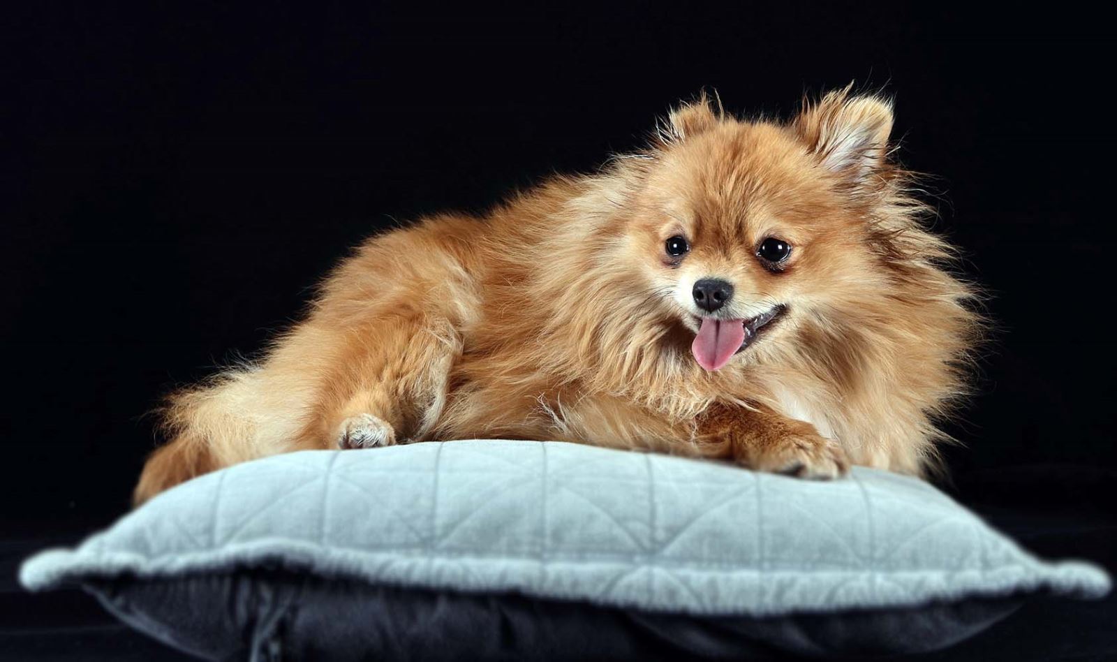 En Çok Sahiplenilen 8 Farklı Minyatür Irk Köpek