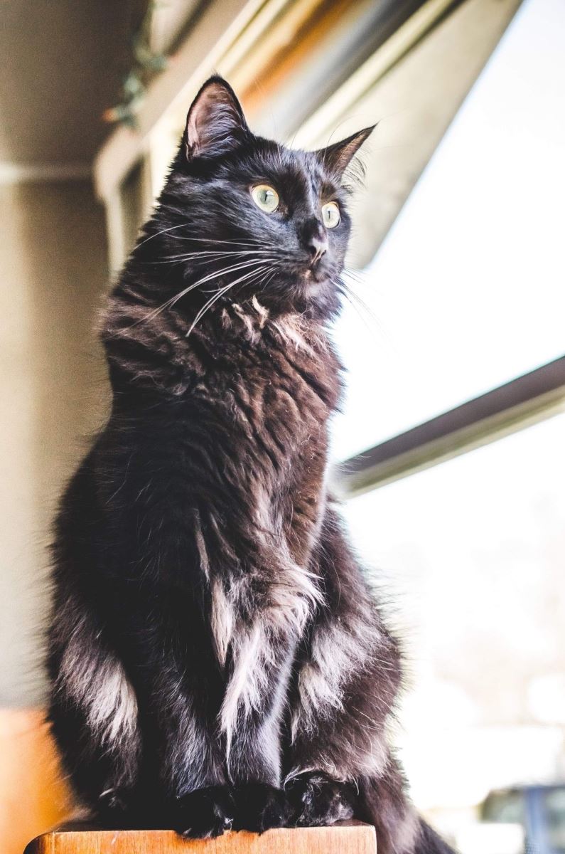 Tiffany ( Chantilly) Kedisinin Genel Özellikleri ve Bakımı Hakkında