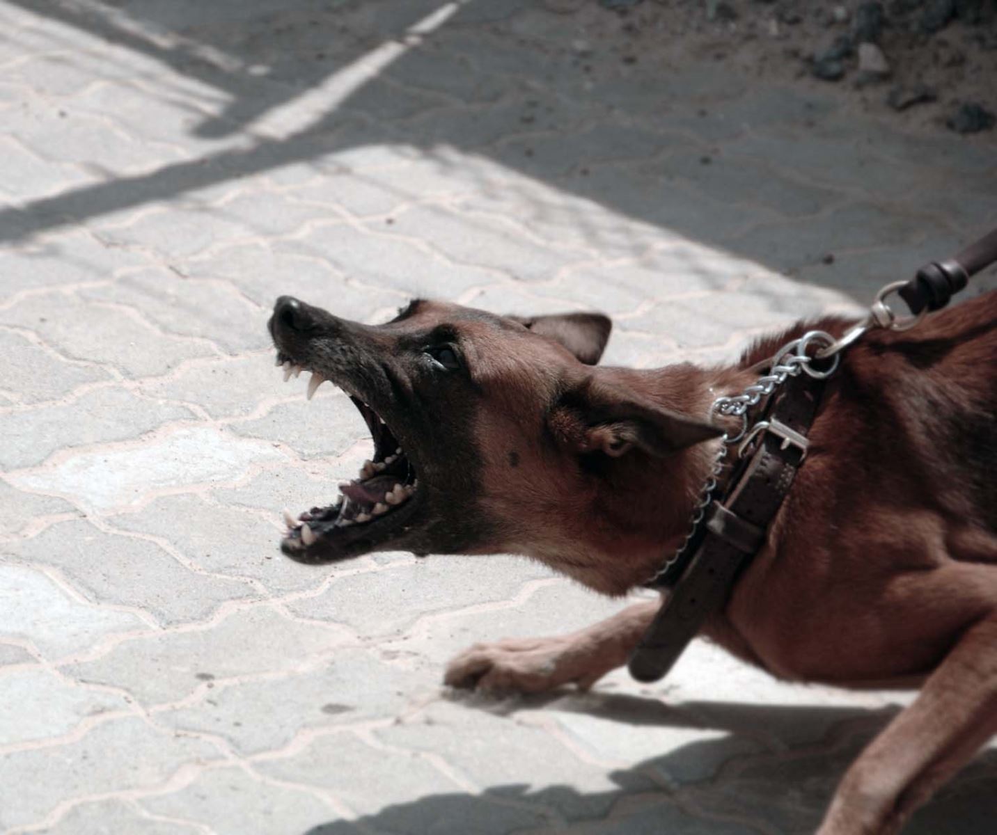 İstatistiksel Olarak Saldırı Yaşanma İhtimali Köpek Balığından Daha