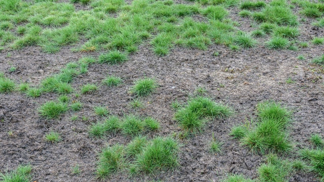 6 Lawn Problems Homeowners Face and How To Deal With Them