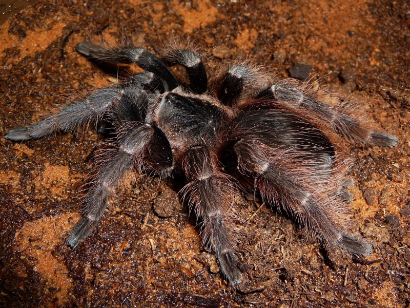 It is native to brazil. Nhandu