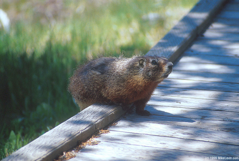 Mike Levin's Photo Gallery Yellowstone and Grand Teton National Parks