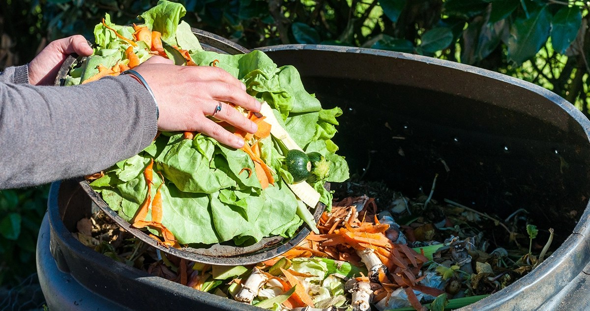 Does Compost Attract Rats? Landscaping Tips Mike's Evergreen