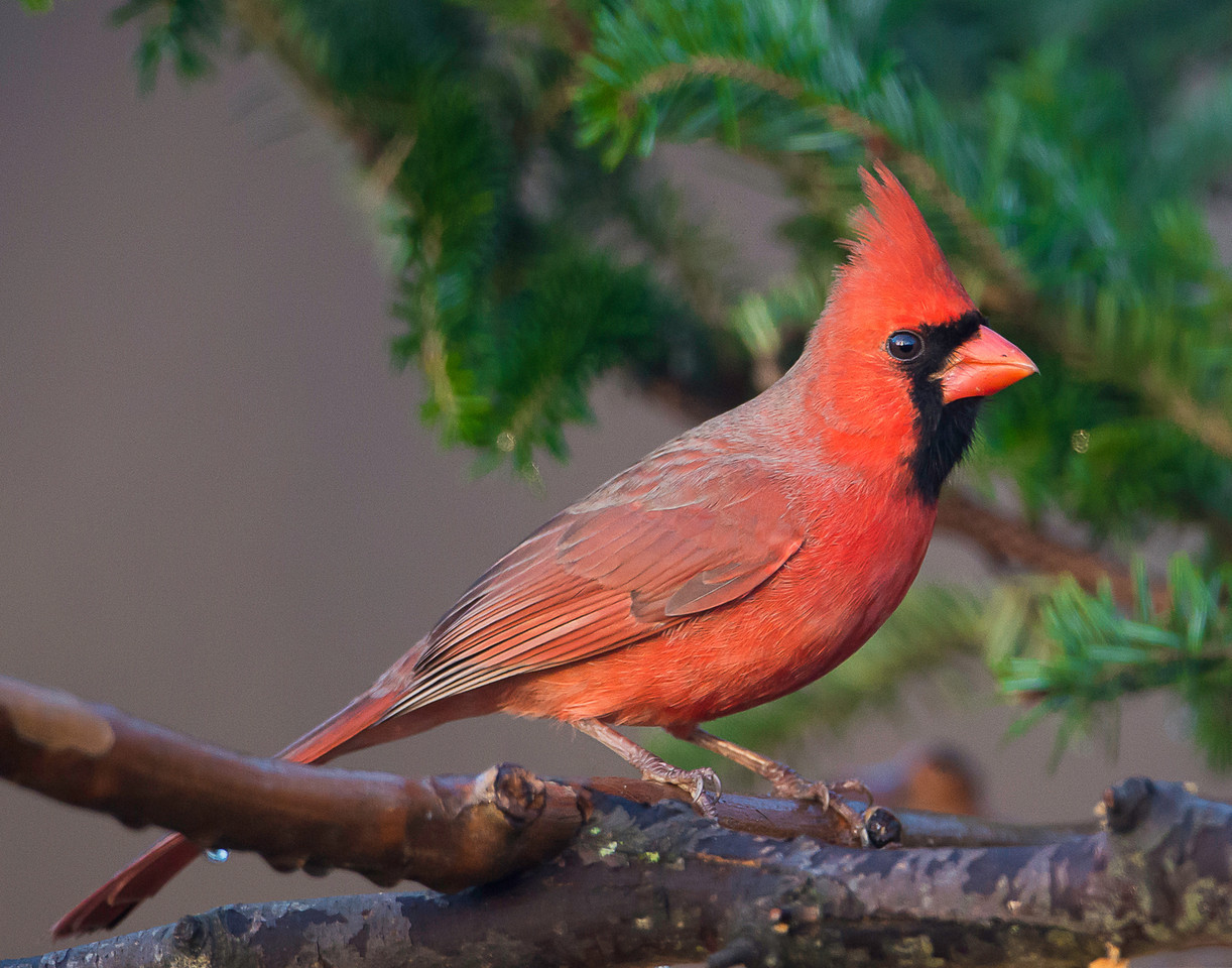 The Cardinal Story Mike Walker