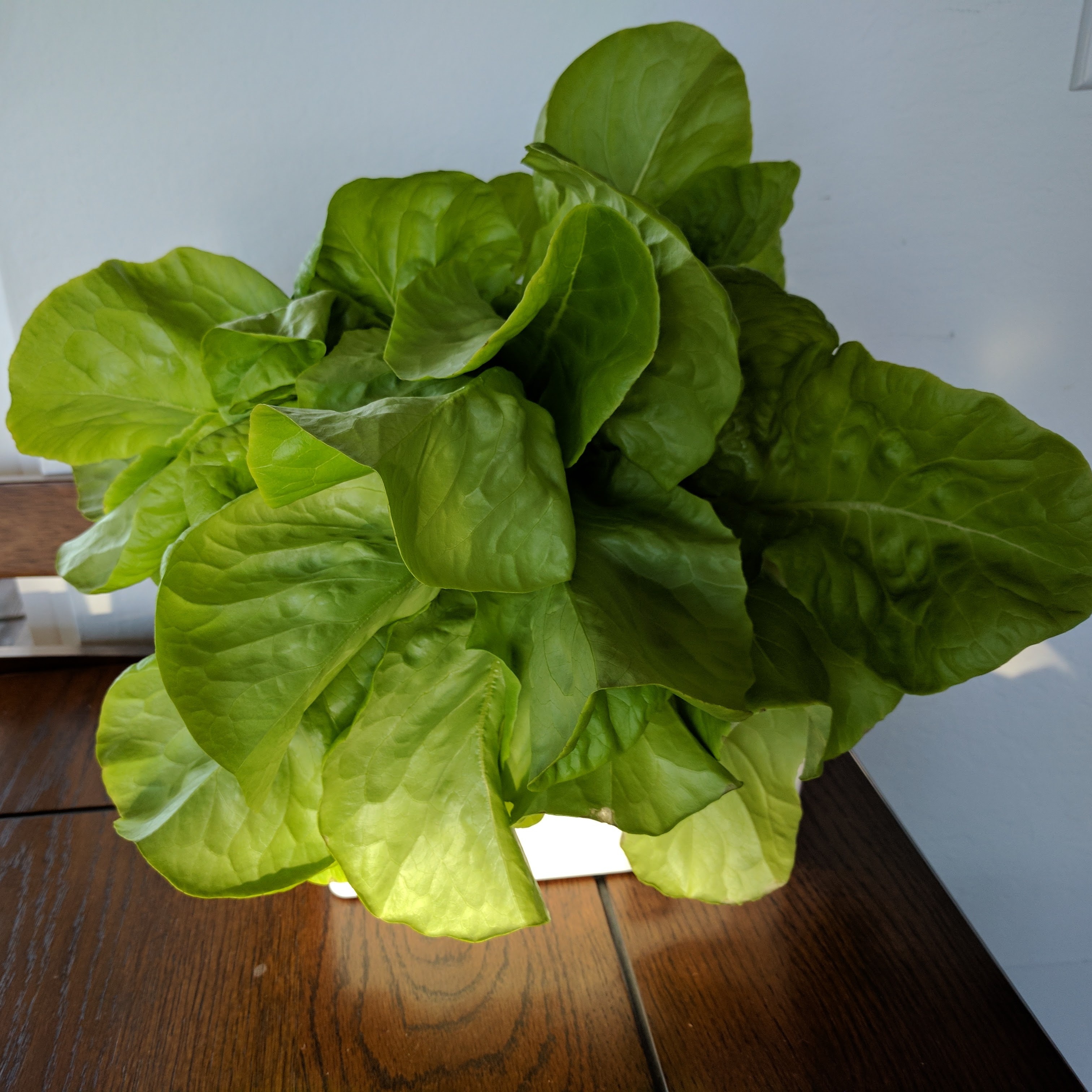 Small Scale Kratky Method Hydroponics Mike's Home, Garden, Cooking & Tech