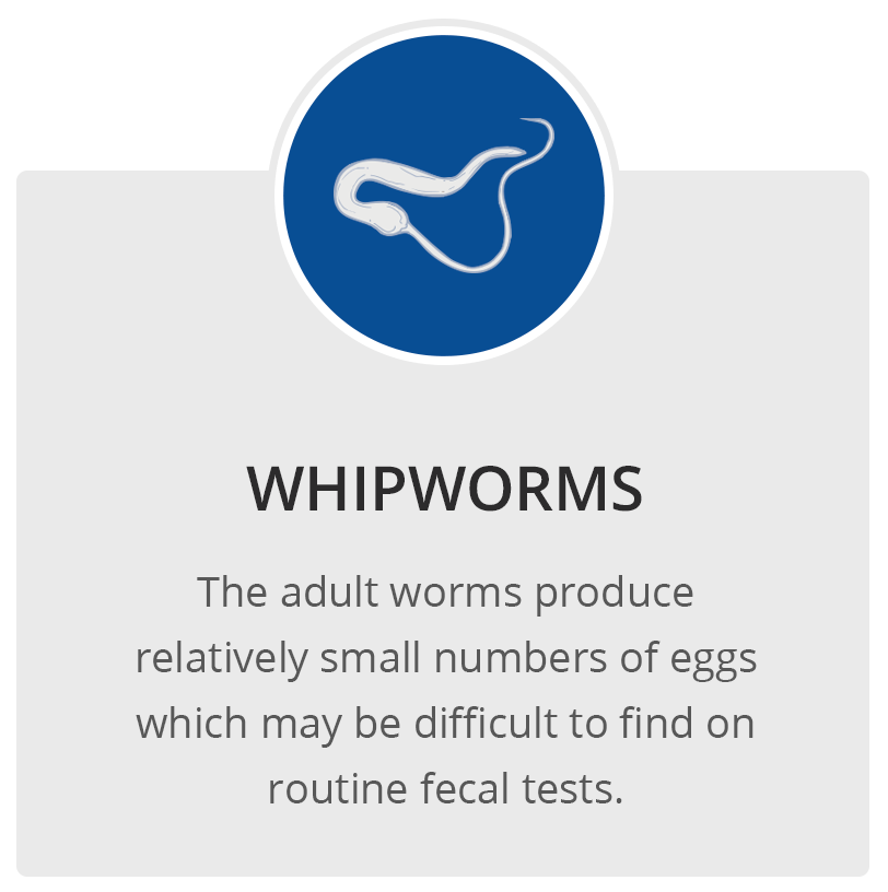 Whipworms MilbeGuard® from Ceva
