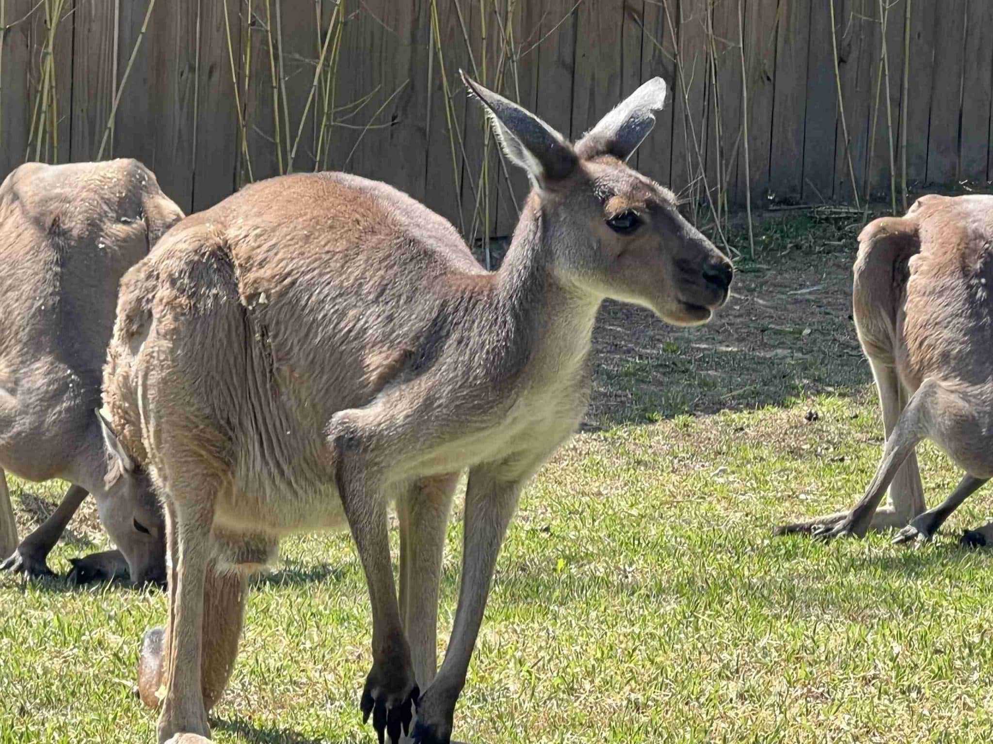 Cincinnati Zoo Exhibits 11 Amazing Animals You Must See
