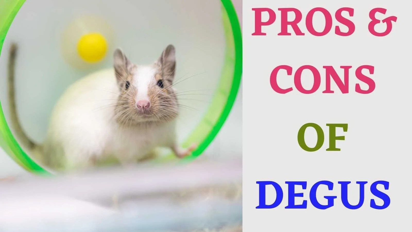 4 Pros and Cons about Owning Degus as pets Miles with Pets