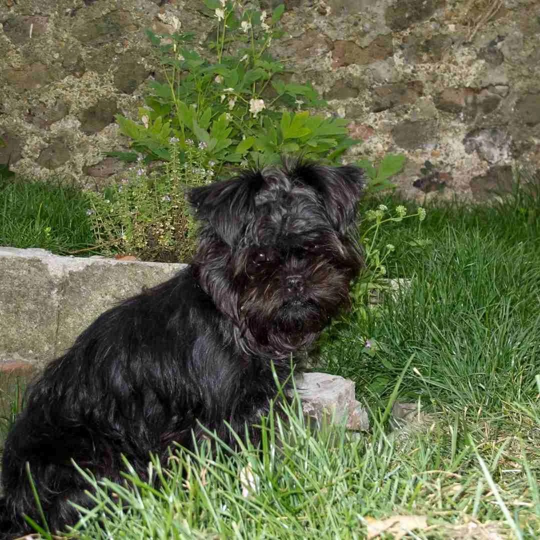25 Dog Breeds that Shed the Least 25 Dog Breeds that Shed the Least