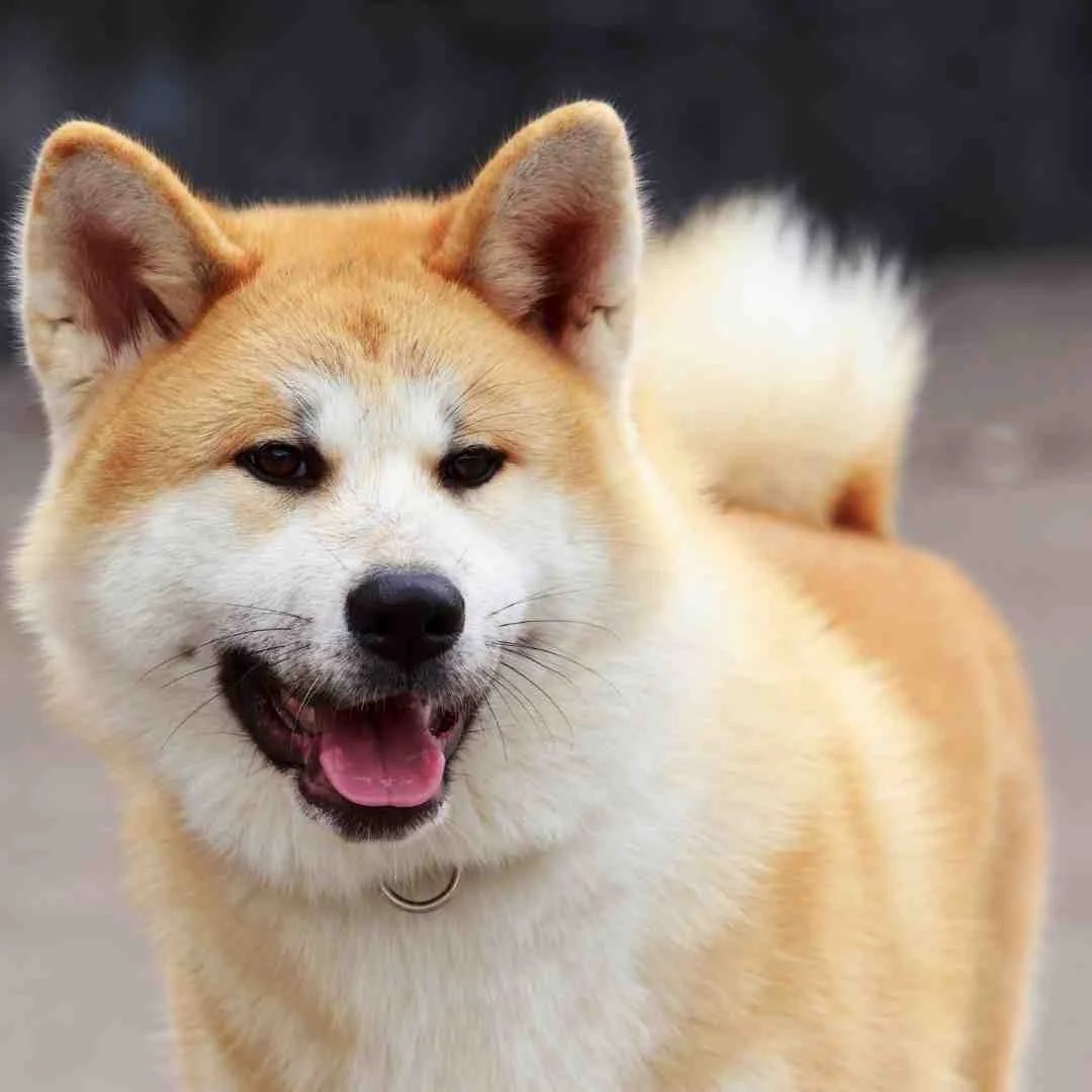 Are Akitas Good Guard Dogs