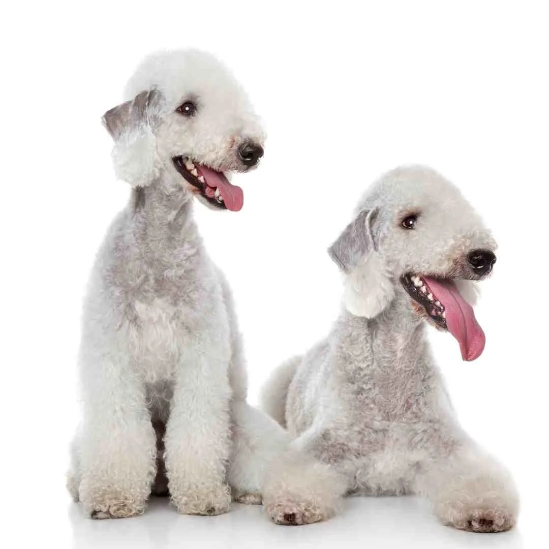 25 Dog Breeds that Shed the Least