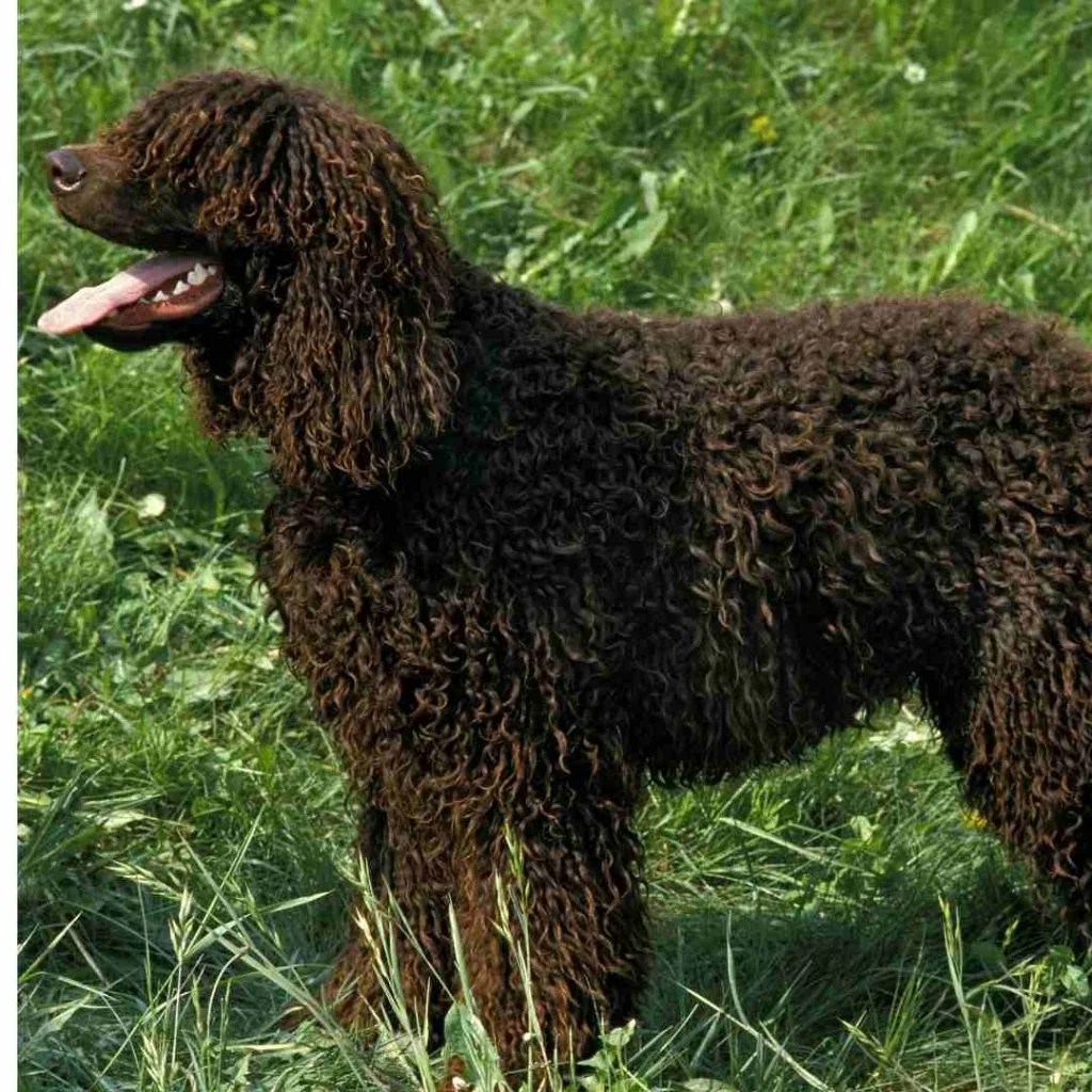 25 Dog Breeds that Shed the Least