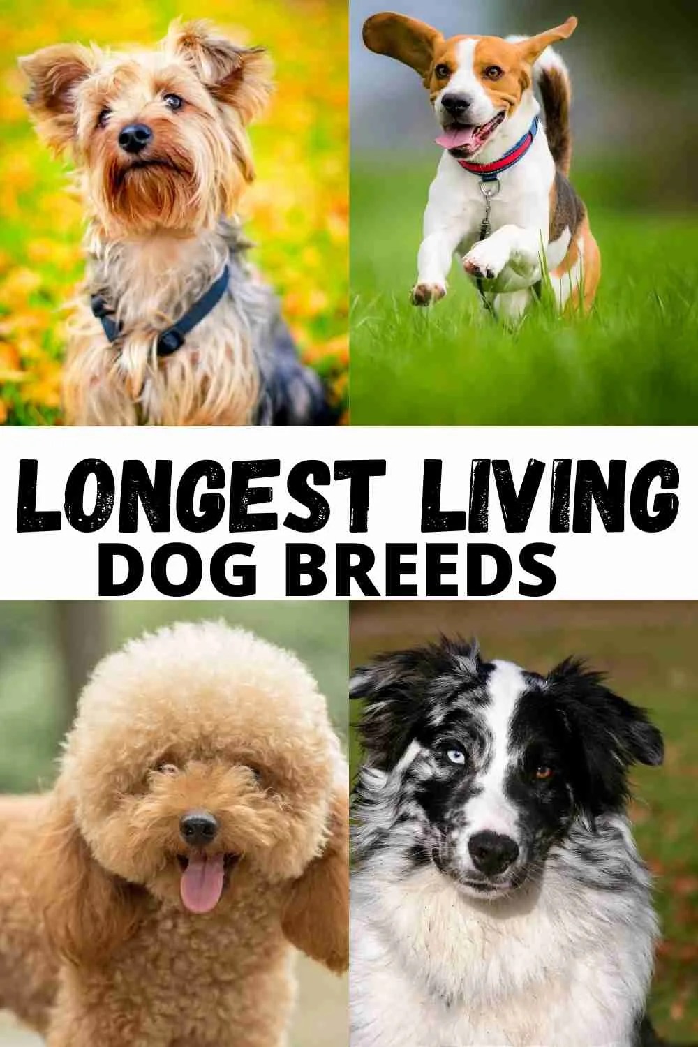 9 longest living dog breeds to own