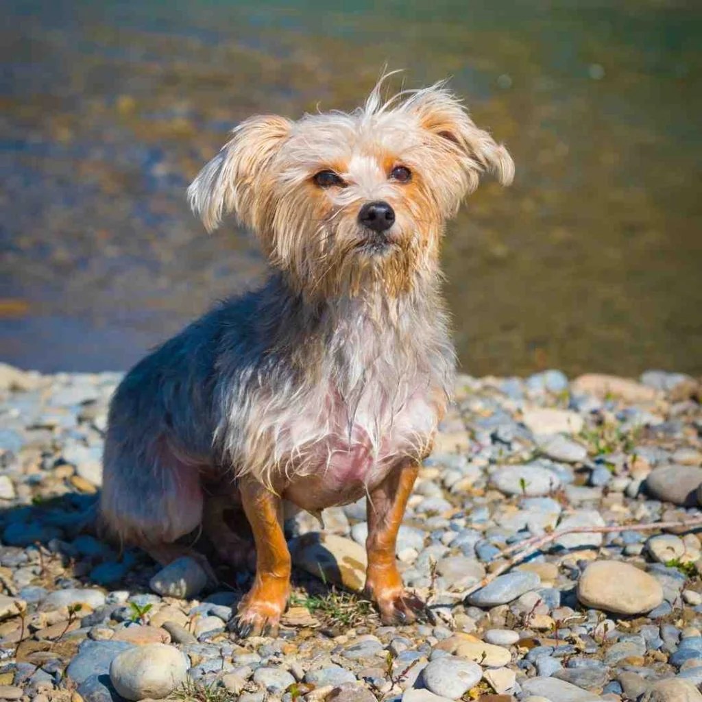 7 popular crossbreed dogs of 2021