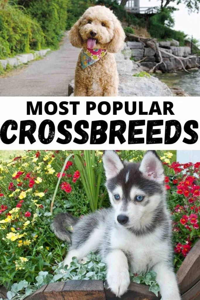 7 popular crossbreed dogs of 2021