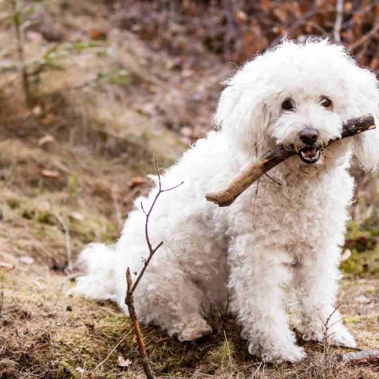 25 Dog Breeds that Shed the Least