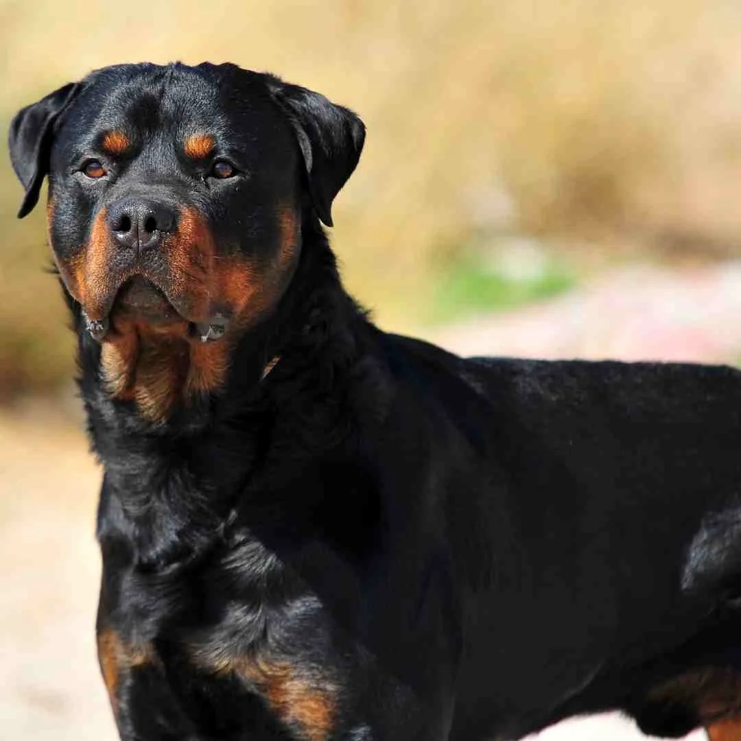5 Best Guard Dogs to have as pets