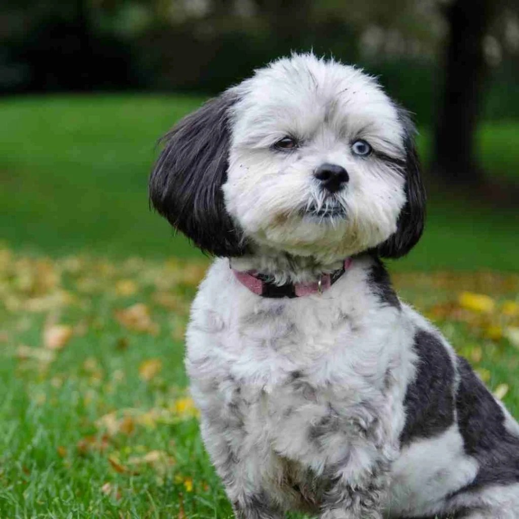 7 popular crossbreed dogs of 2021