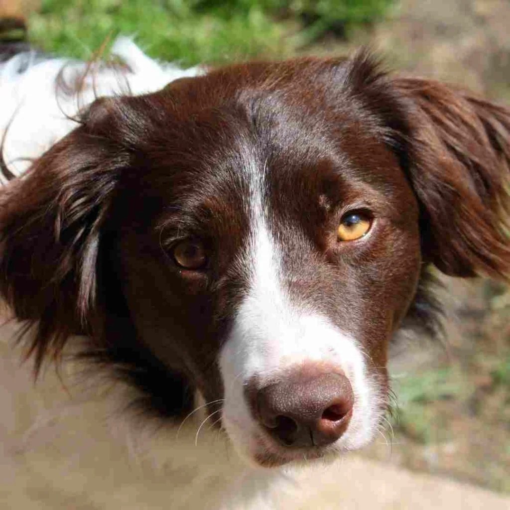 7 popular crossbreed dogs of 2021